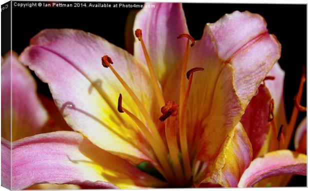 Asiatic Lilly Canvas Print by Ian Pettman