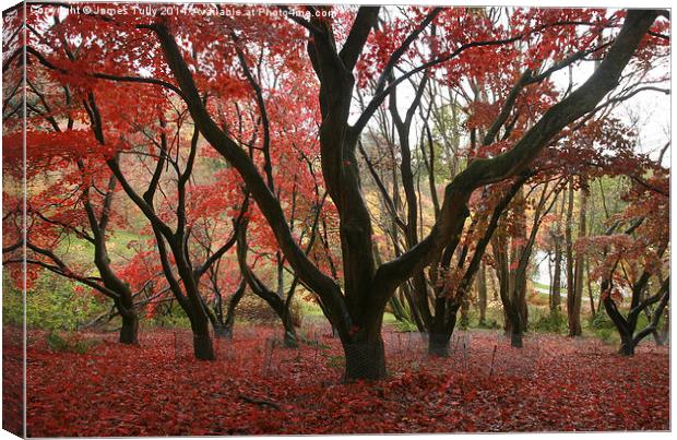  The red hues of fall Canvas Print by James Tully