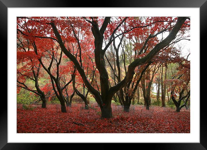  The red hues of fall Framed Mounted Print by James Tully