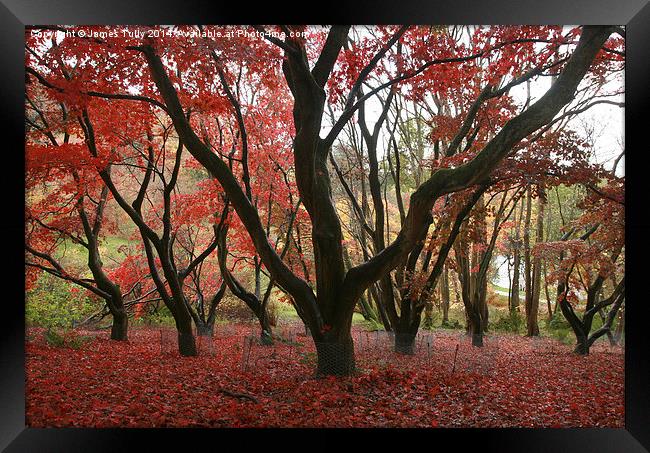  The red hues of fall Framed Print by James Tully