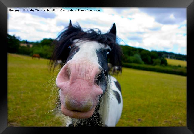  Friendliest Horse in the world Framed Print by Richy Winchester