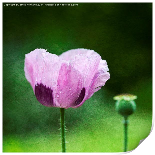 Garden Poppy Print by James Rowland