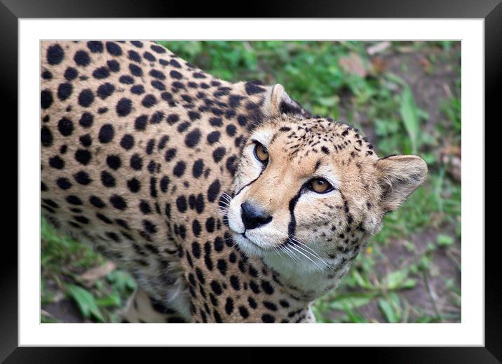  Beautiful Cheetah Framed Mounted Print by Andy Heap