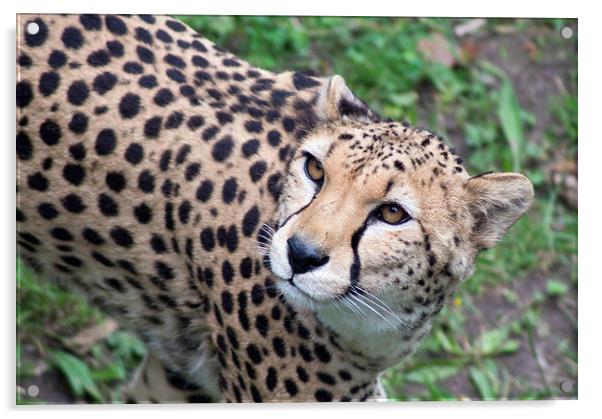  Beautiful Cheetah Acrylic by Andy Heap