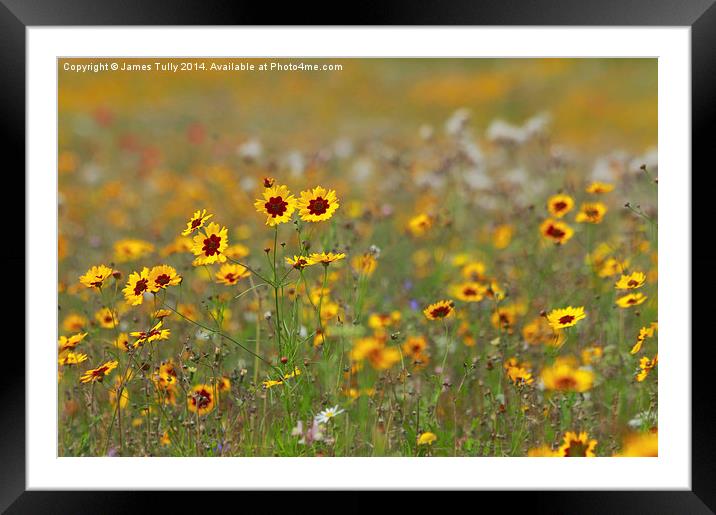  The splendid colors of a wildflower meadow Framed Mounted Print by James Tully