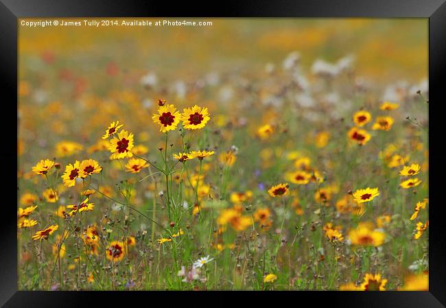  The splendid colors of a wildflower meadow Framed Print by James Tully