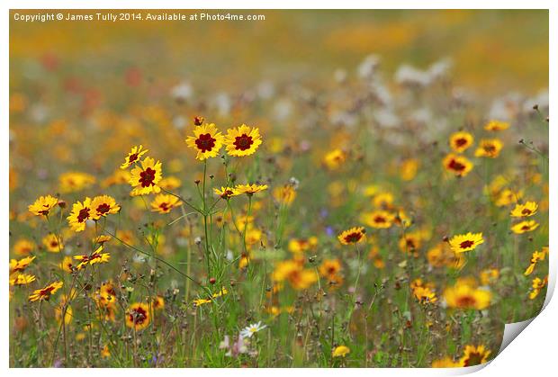  The splendid colors of a wildflower meadow Print by James Tully