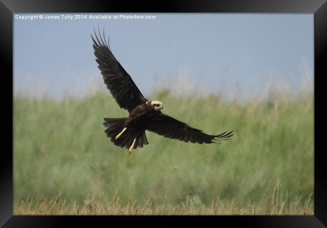  Taking off for the majestic and rare marsh harrie Framed Print by James Tully