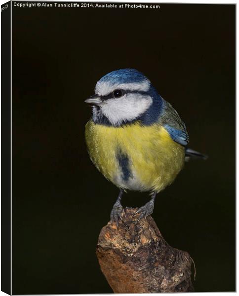 Delicate Majesty The Blue Tit Canvas Print by Alan Tunnicliffe