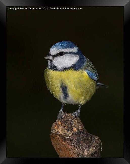 Delicate Majesty The Blue Tit Framed Print by Alan Tunnicliffe