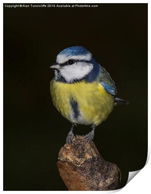 Delicate Majesty The Blue Tit Print by Alan Tunnicliffe