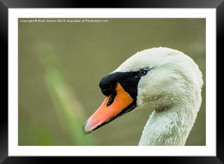  Swan on the Grantham Canal Framed Mounted Print by Brian Garner