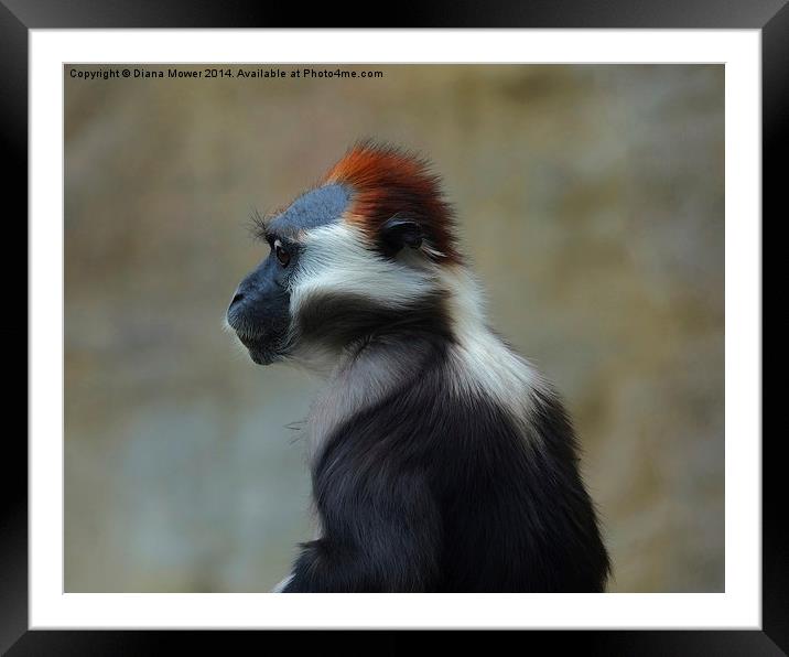  Cherry Crowned Mangabey Framed Mounted Print by Diana Mower