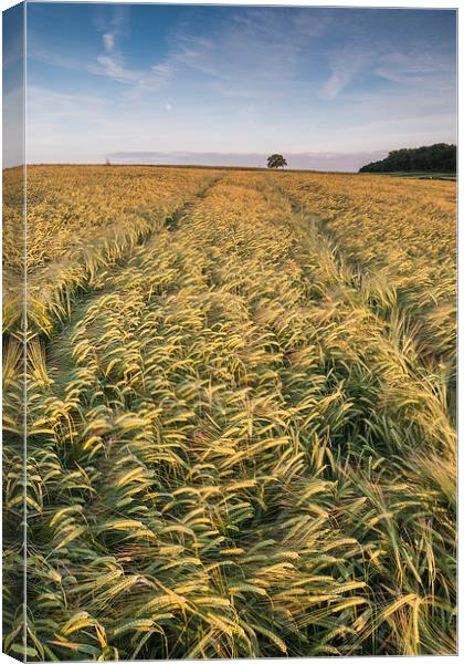  Barley Field Canvas Print by James Grant