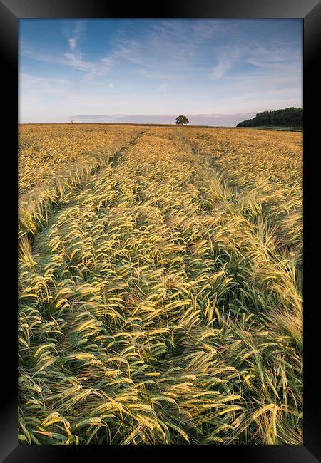  Barley Field Framed Print by James Grant