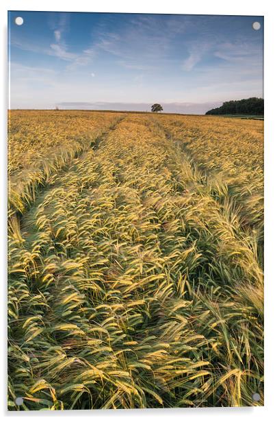  Barley Field Acrylic by James Grant