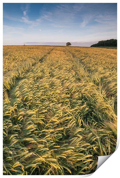  Barley Field Print by James Grant