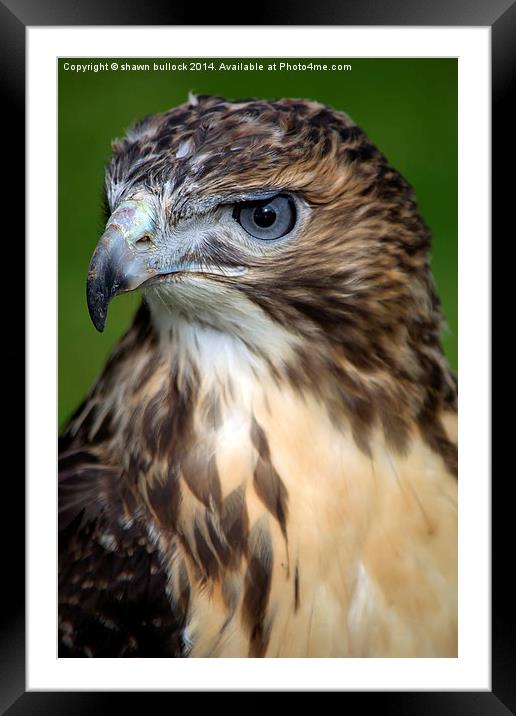  red-tailed hawk Framed Mounted Print by shawn bullock