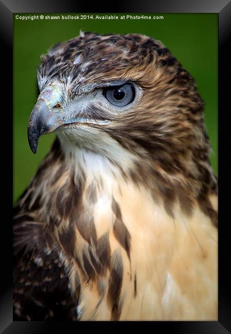 red-tailed hawk Framed Print by shawn bullock