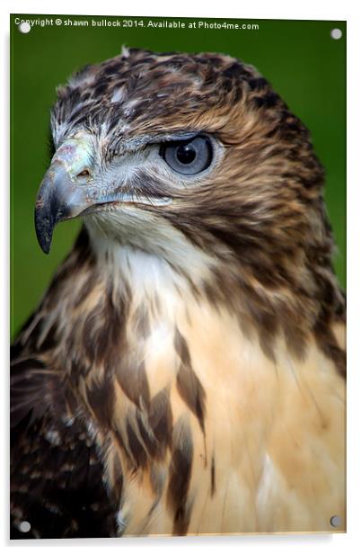  red-tailed hawk Acrylic by shawn bullock