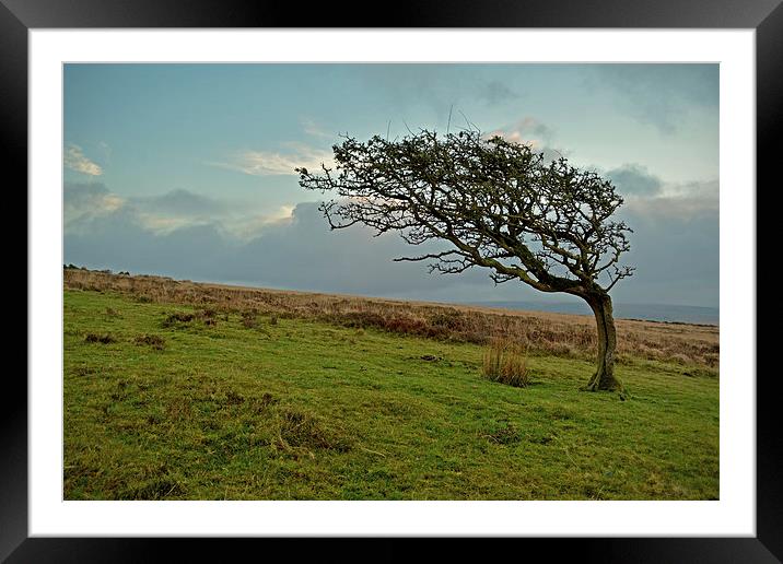 Windswept Tree  Framed Mounted Print by graham young