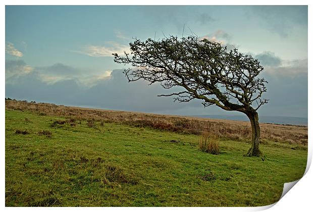 Windswept Tree  Print by graham young