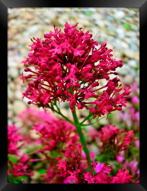  Jupiters Beard - Red Valerian Framed Print by james richmond