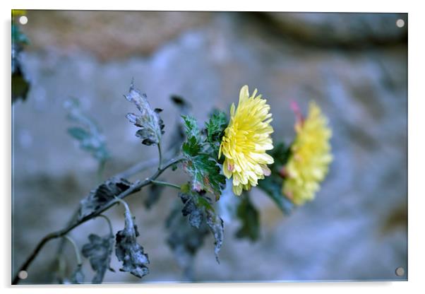 Chrysanthemum losing hope Acrylic by Adrian Bud