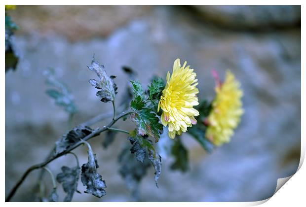 Chrysanthemum losing hope Print by Adrian Bud