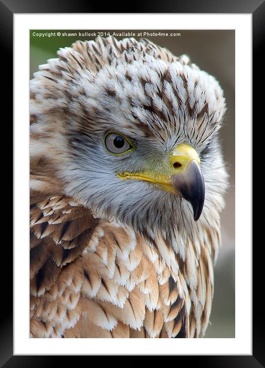  Young red kite Framed Mounted Print by shawn bullock