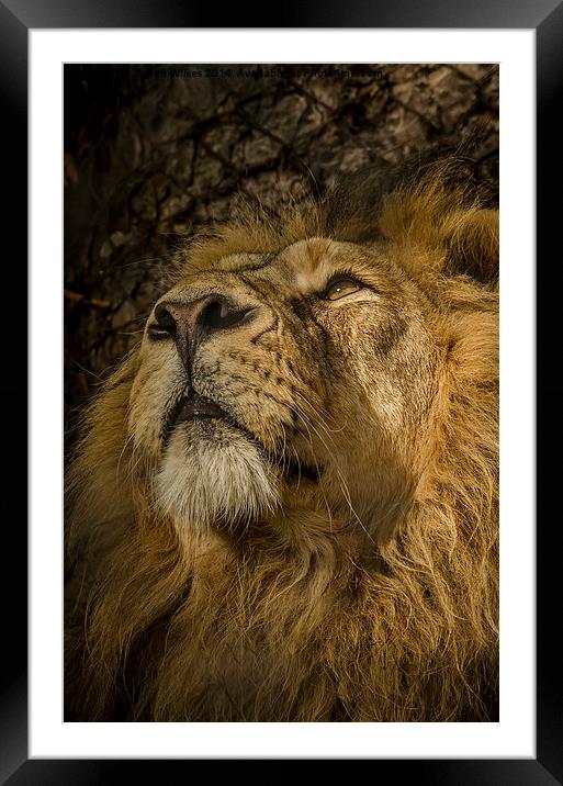 Asiatic Lion Portrait Framed Mounted Print by Darren Wilkes