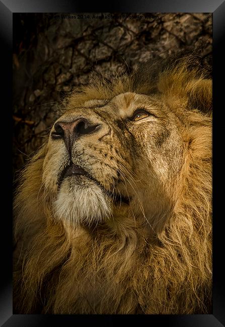Asiatic Lion Portrait Framed Print by Darren Wilkes