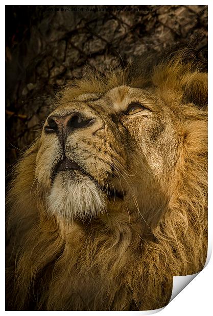 Asiatic Lion Portrait Print by Darren Wilkes
