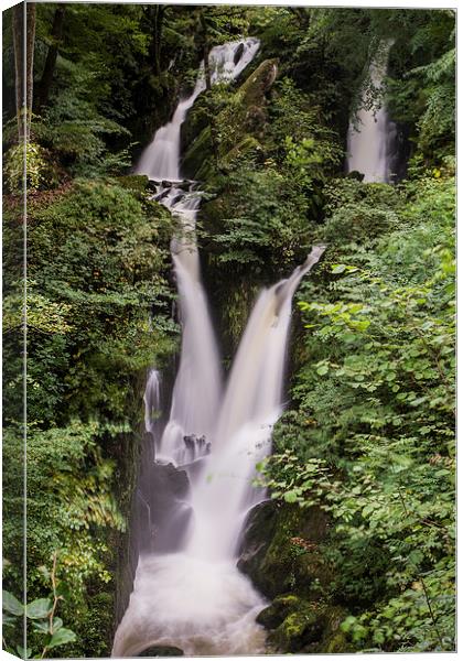  Stock Ghyll Canvas Print by James Grant