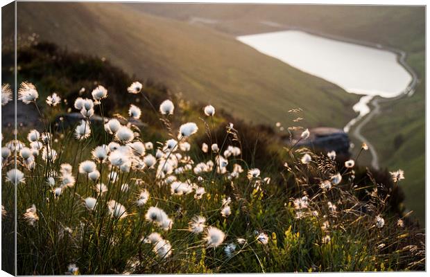  Greenfield Cottongrass Canvas Print by James Grant