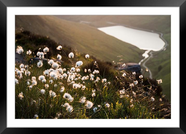  Greenfield Cottongrass Framed Mounted Print by James Grant