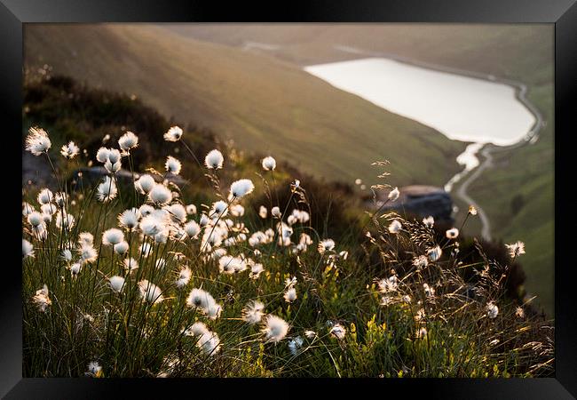  Greenfield Cottongrass Framed Print by James Grant