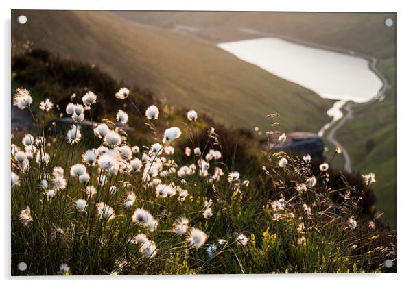  Greenfield Cottongrass Acrylic by James Grant