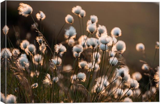  Cotton Grass Canvas Print by James Grant