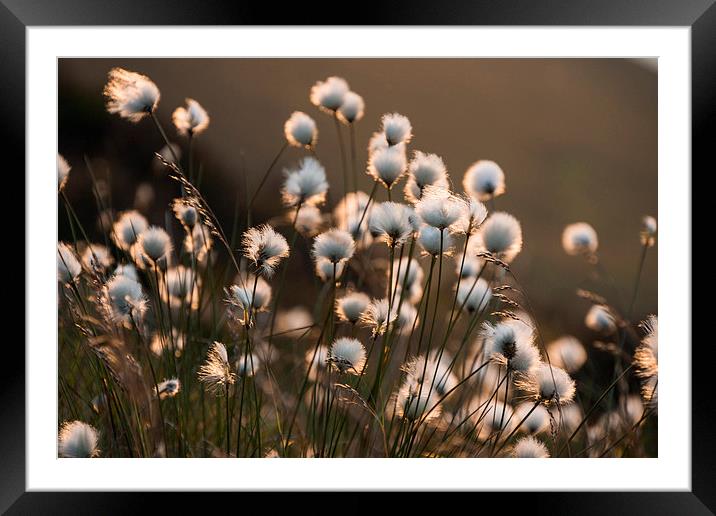  Cotton Grass Framed Mounted Print by James Grant