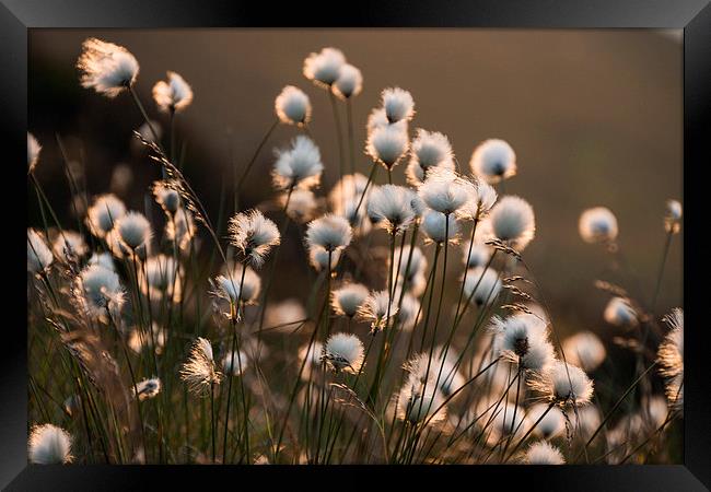 Cotton Grass Framed Print by James Grant