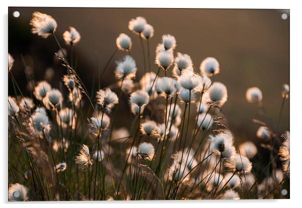  Cotton Grass Acrylic by James Grant