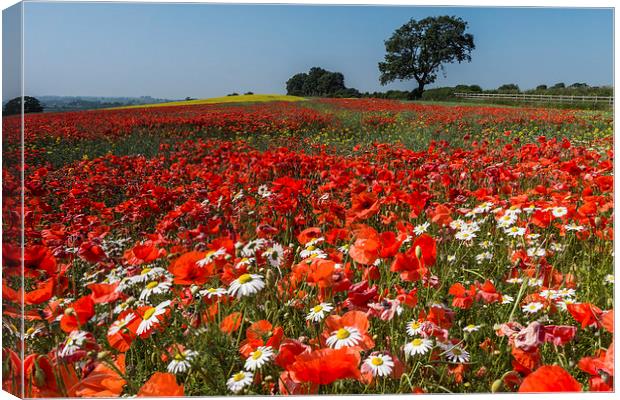  A66 Poppies Canvas Print by James Grant