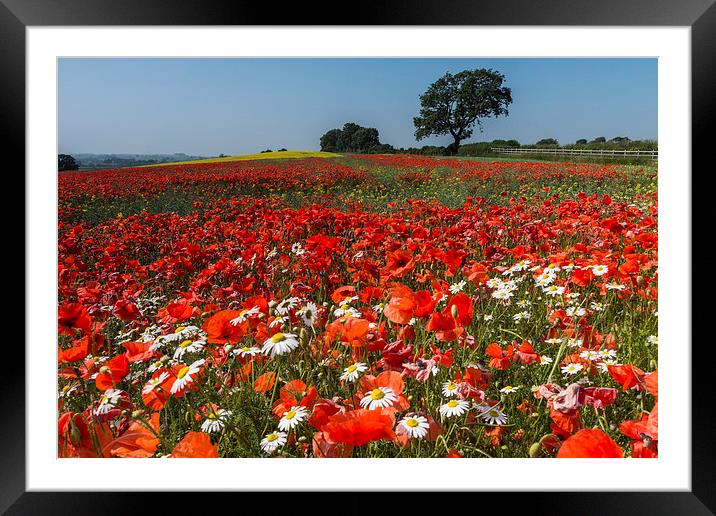  A66 Poppies Framed Mounted Print by James Grant