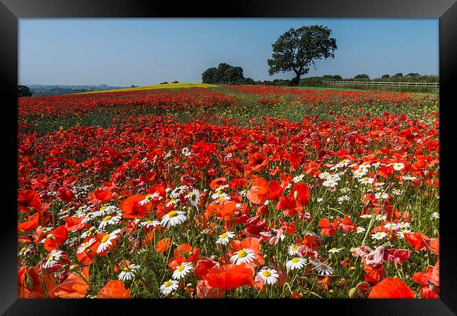  A66 Poppies Framed Print by James Grant