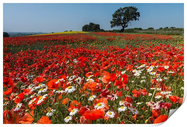  A66 Poppies Print by James Grant