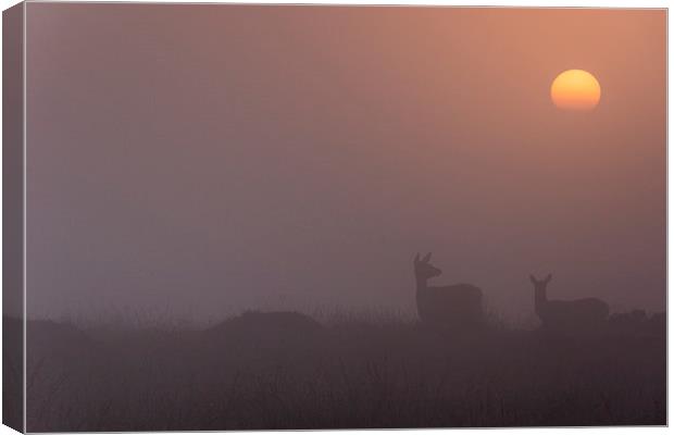  Deer Sunrise Canvas Print by James Grant