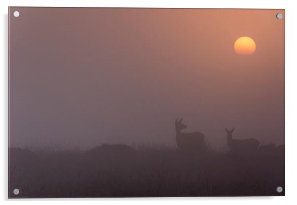  Deer Sunrise Acrylic by James Grant