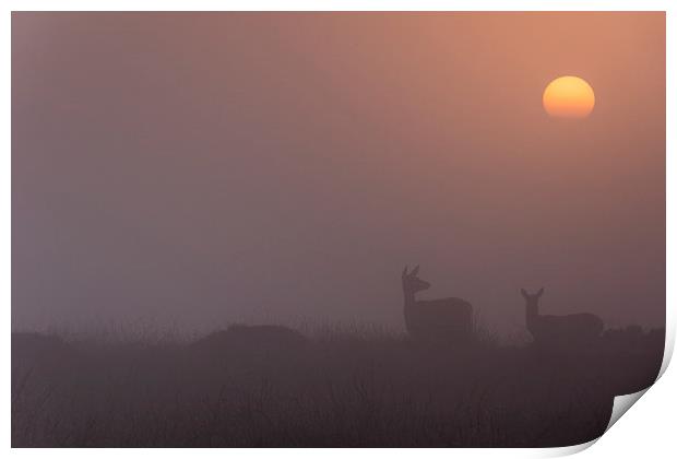  Deer Sunrise Print by James Grant