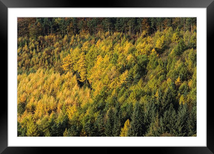  Autumn Larches Framed Mounted Print by James Grant
